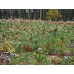 Repelent Cervacol Extra